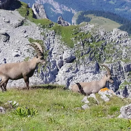 Szálloda Village De Les Flocons Verts *